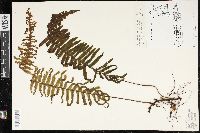 Trichomanes ludovicinum image