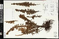 Media resource of Trichomanes martiusii