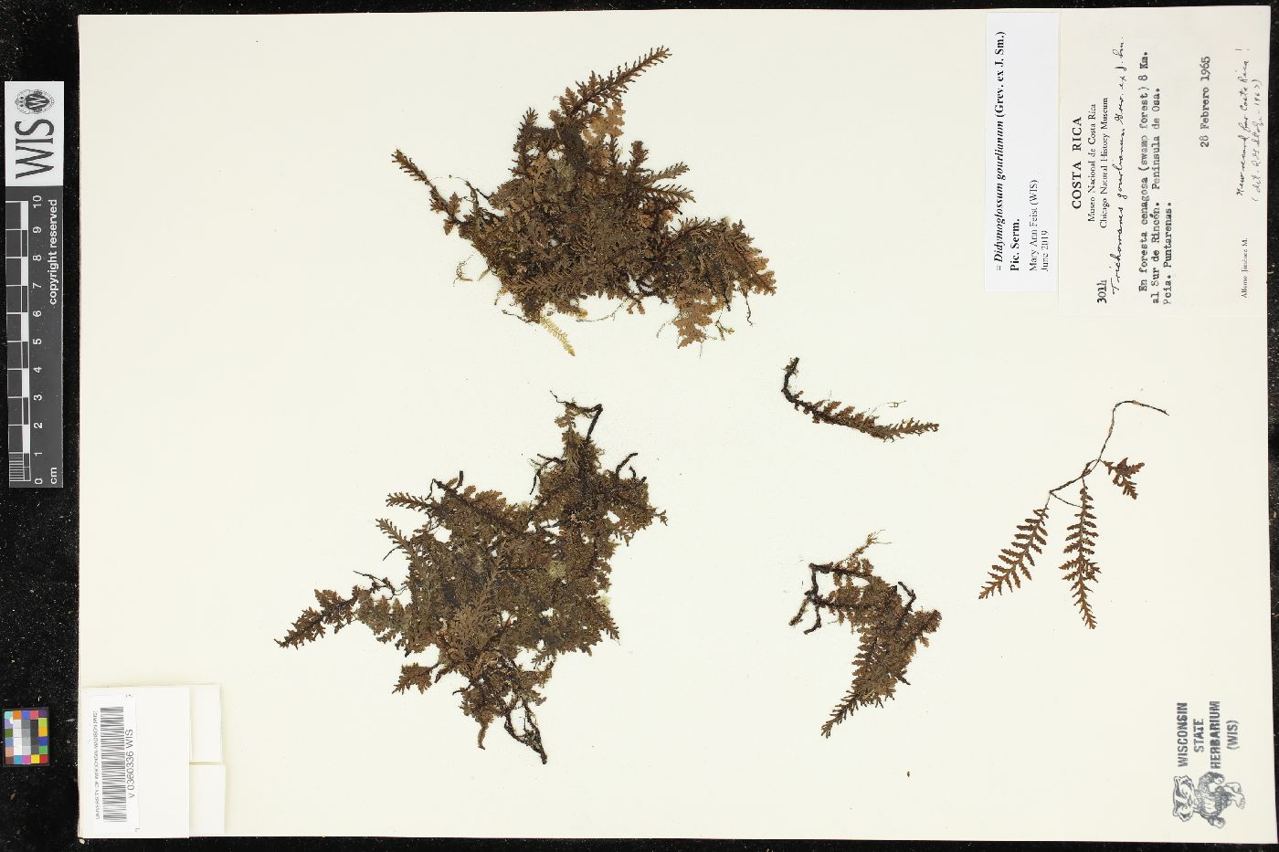 Didymoglossum gourlianum image