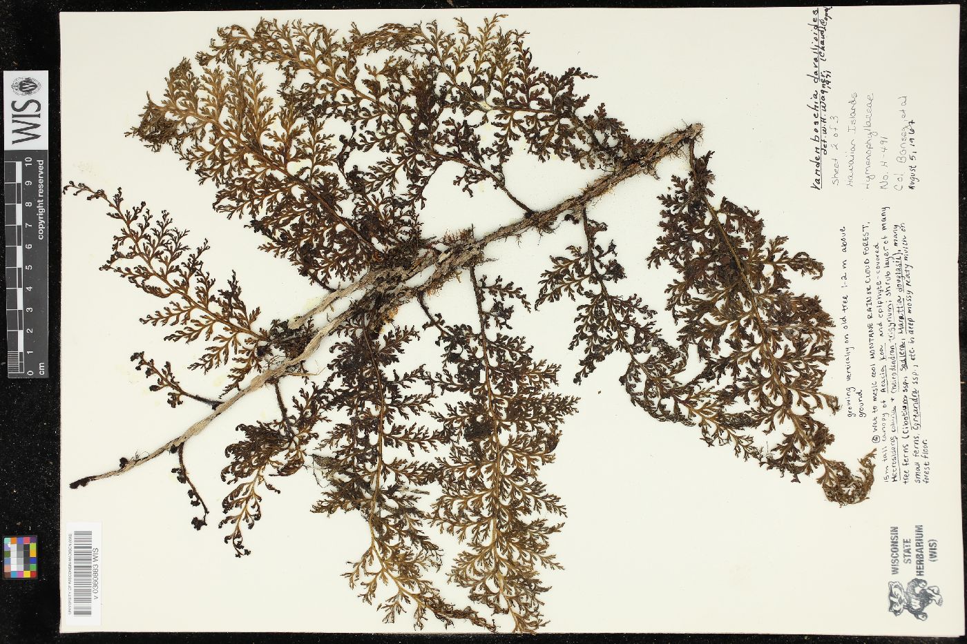 Vandenboschia davallioides image