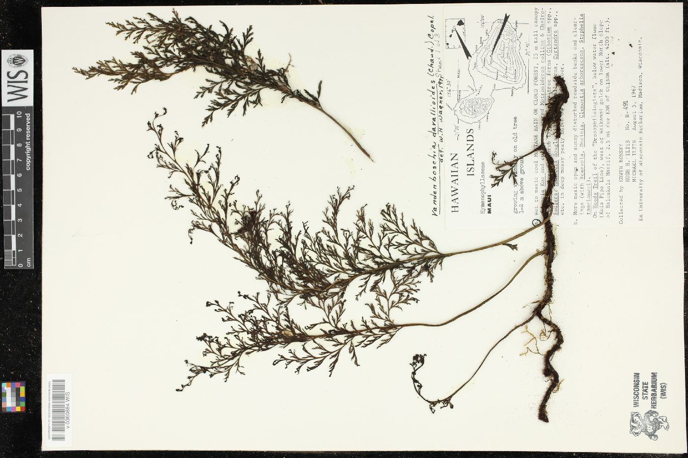 Vandenboschia image