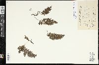 Image of Vandenboschia striata