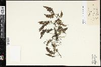 Image of Vandenboschia nipponica