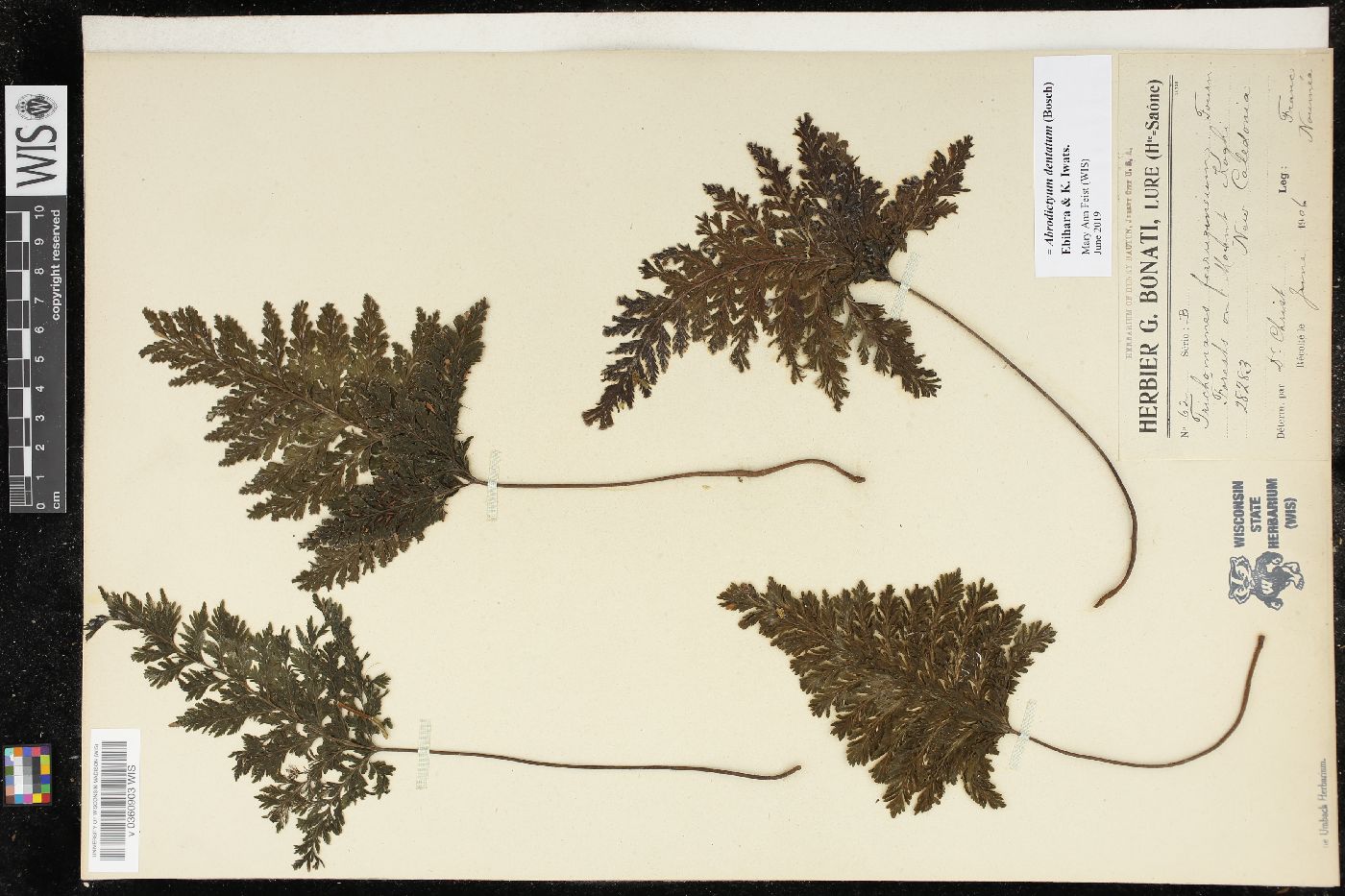 Abrodictyum dentatum image