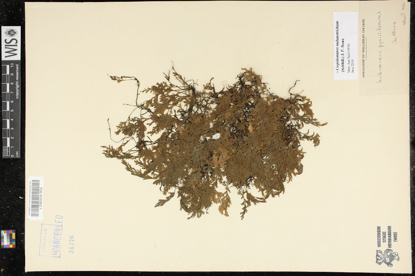 Crepidomanes melanotrichum image