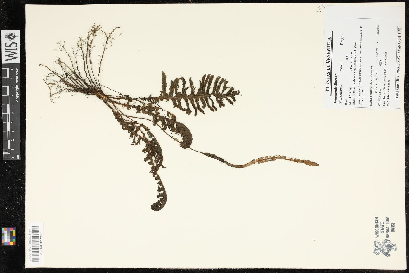 Trichomanes trollii image