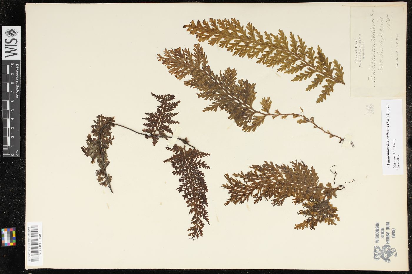 Vandenboschia radicans image
