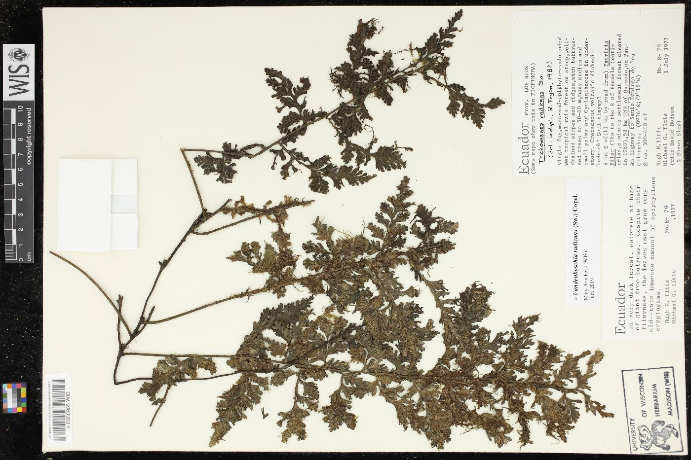 Vandenboschia radicans image