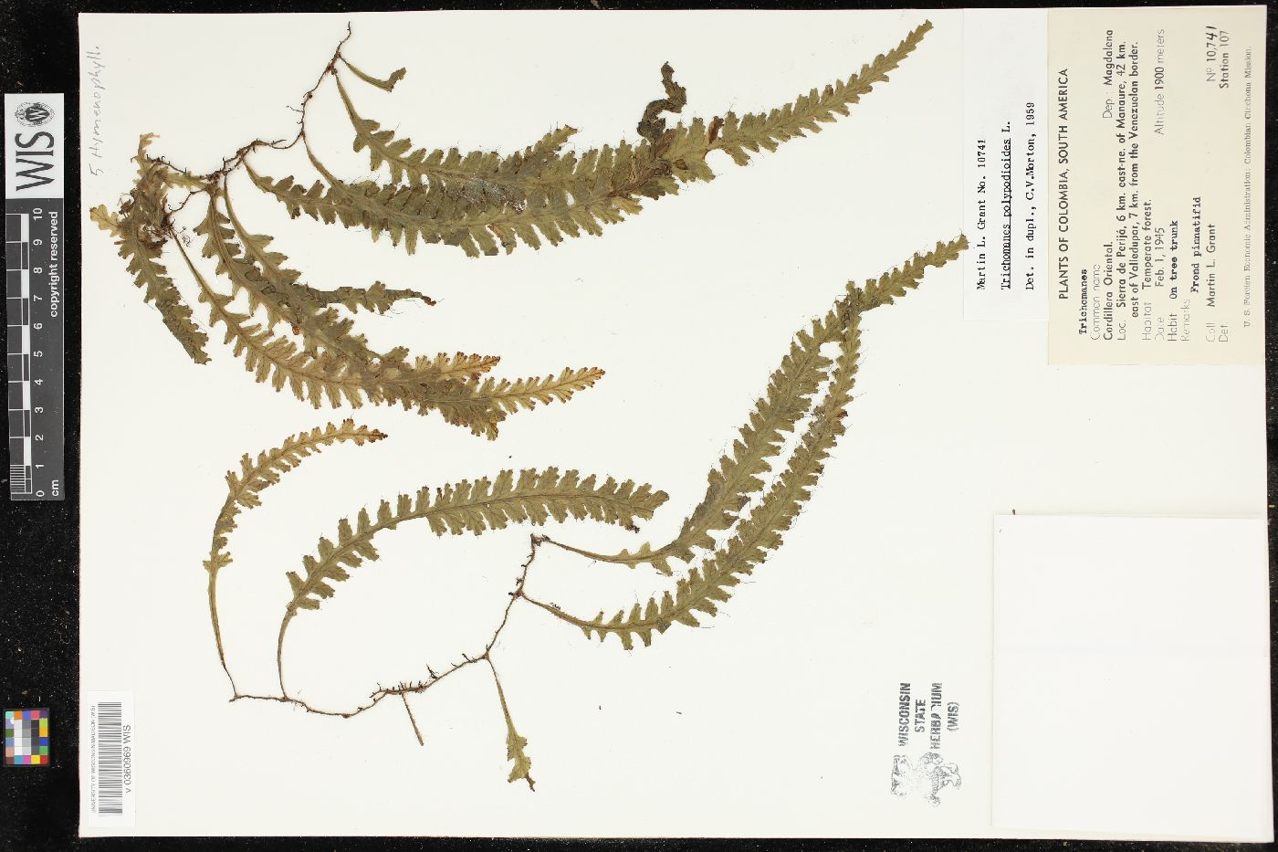 Trichomanes polypodioides image