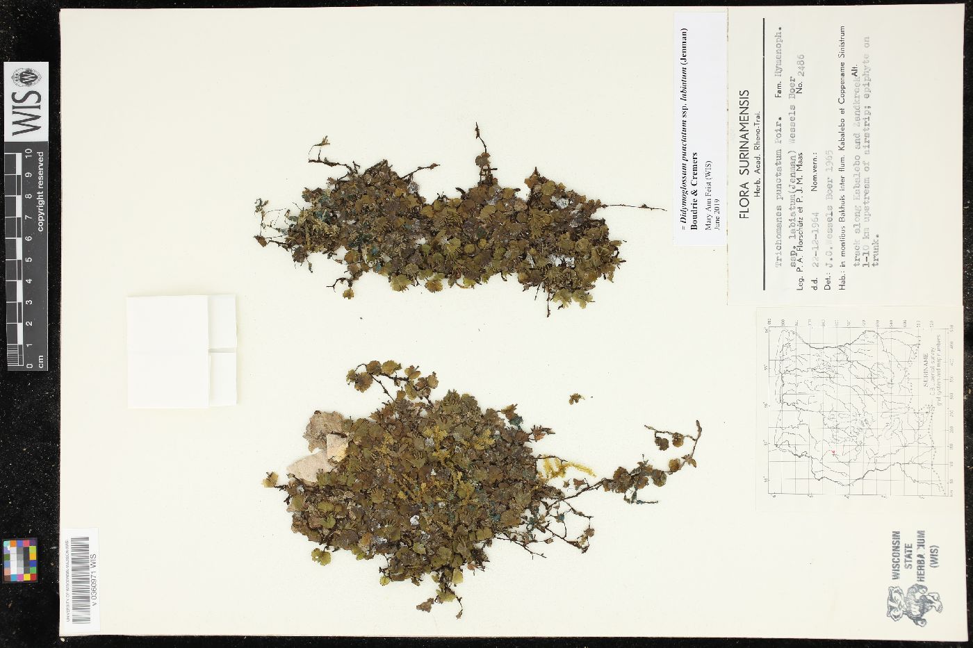 Didymoglossum punctatum subsp. labiatum image