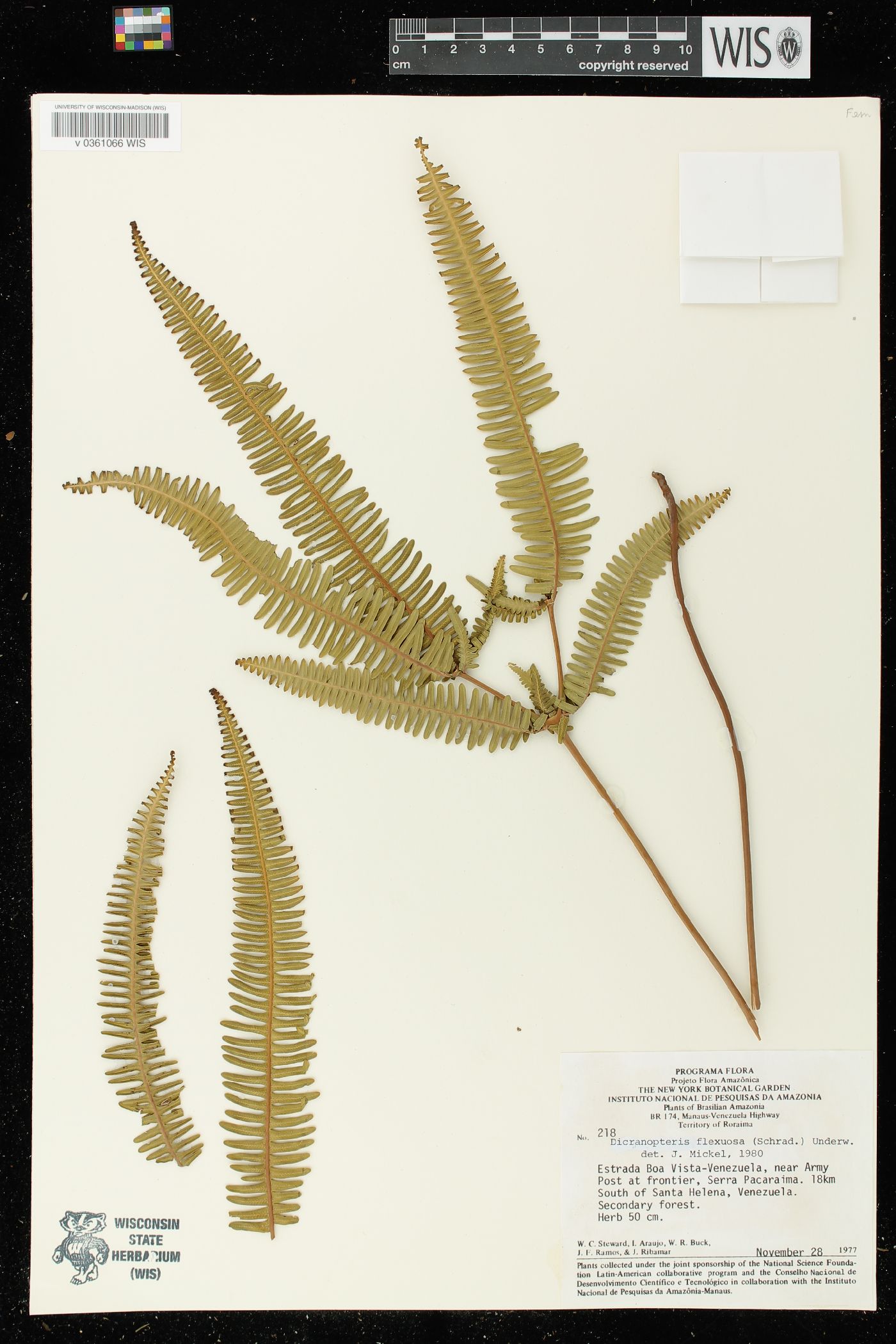 Dicranopteris flexuosa image