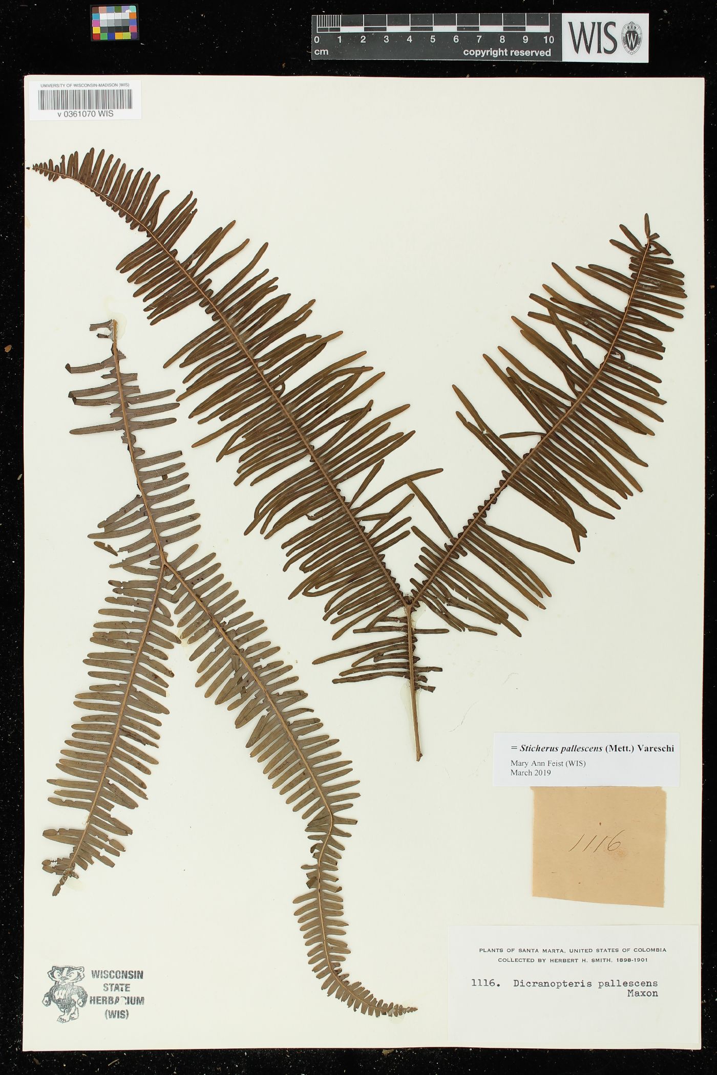 Dicranopteris pallescens image