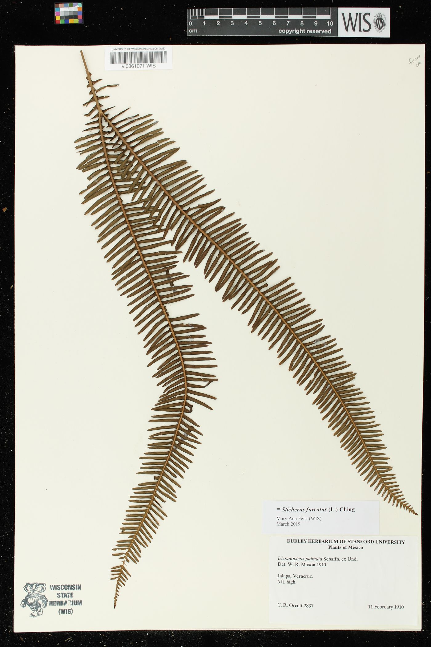 Sticherus furcatus image