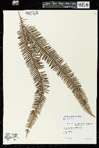 Sticherus furcatus image