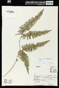 Gleichenella pectinata image