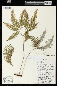 Gleichenella pectinata image