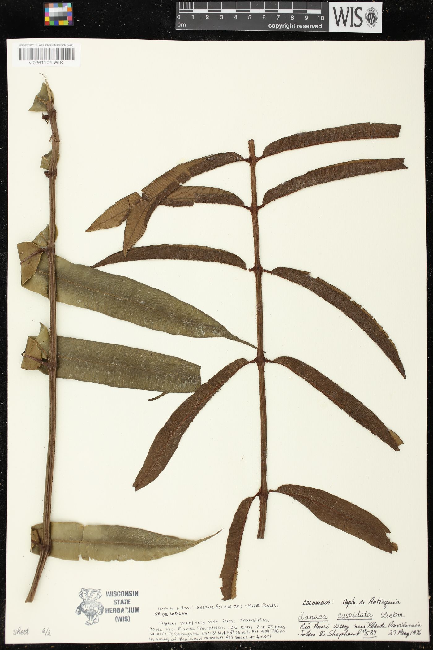 Danaea cuspidata image