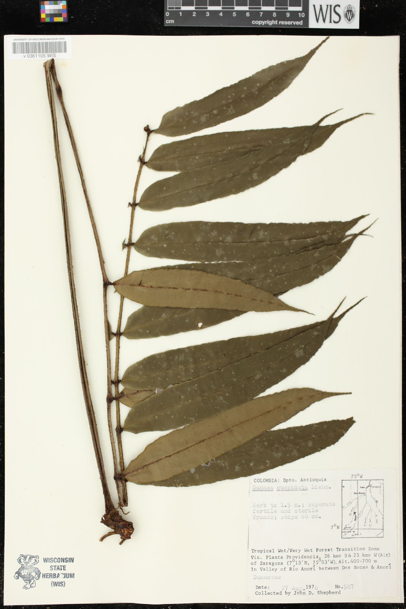 Danaea cuspidata image