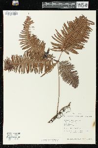 Dicranopteris linearis image