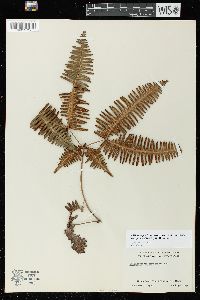 Dicranopteris linearis image