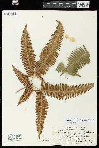 Dicranopteris linearis image