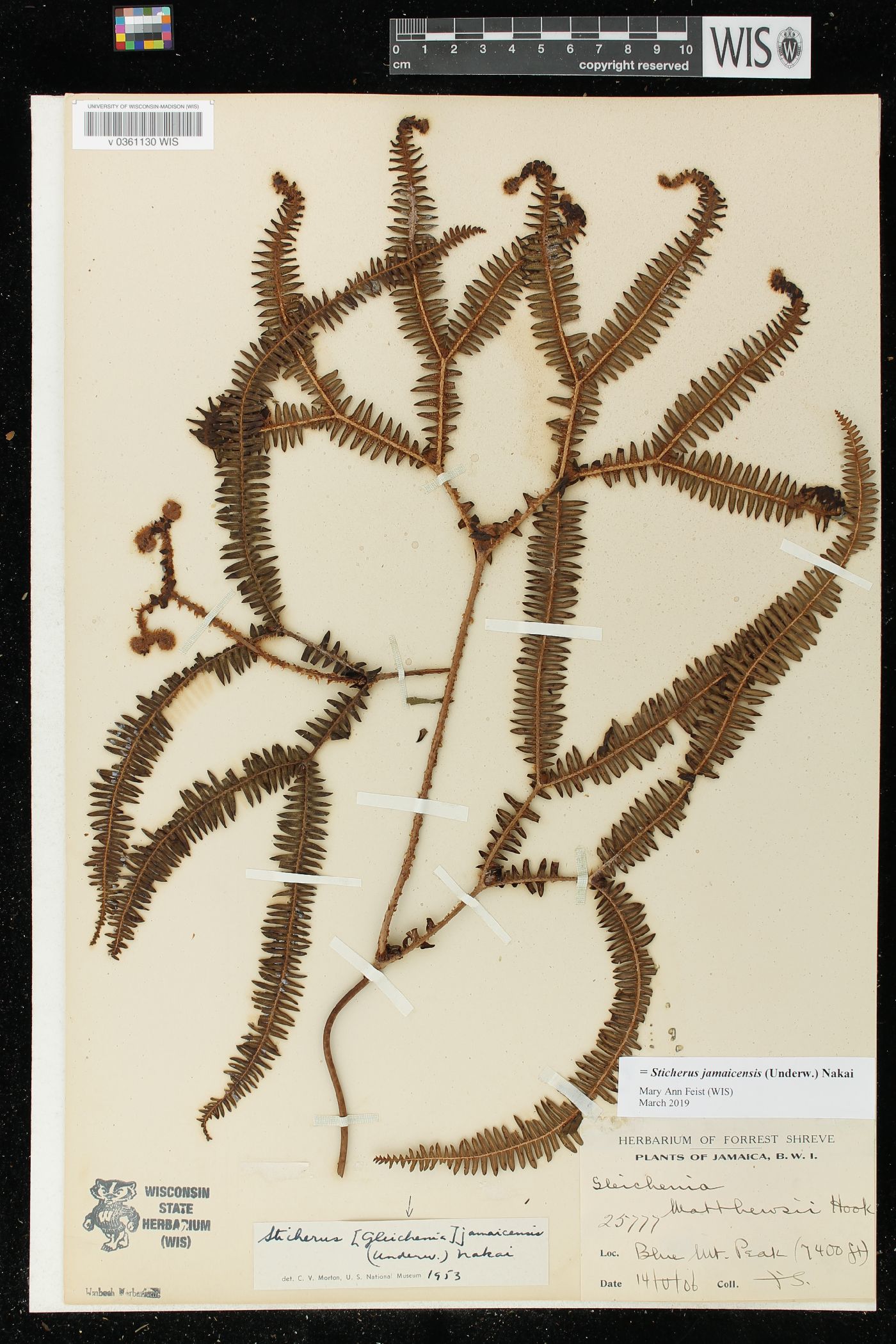 Sticherus jamaicensis image