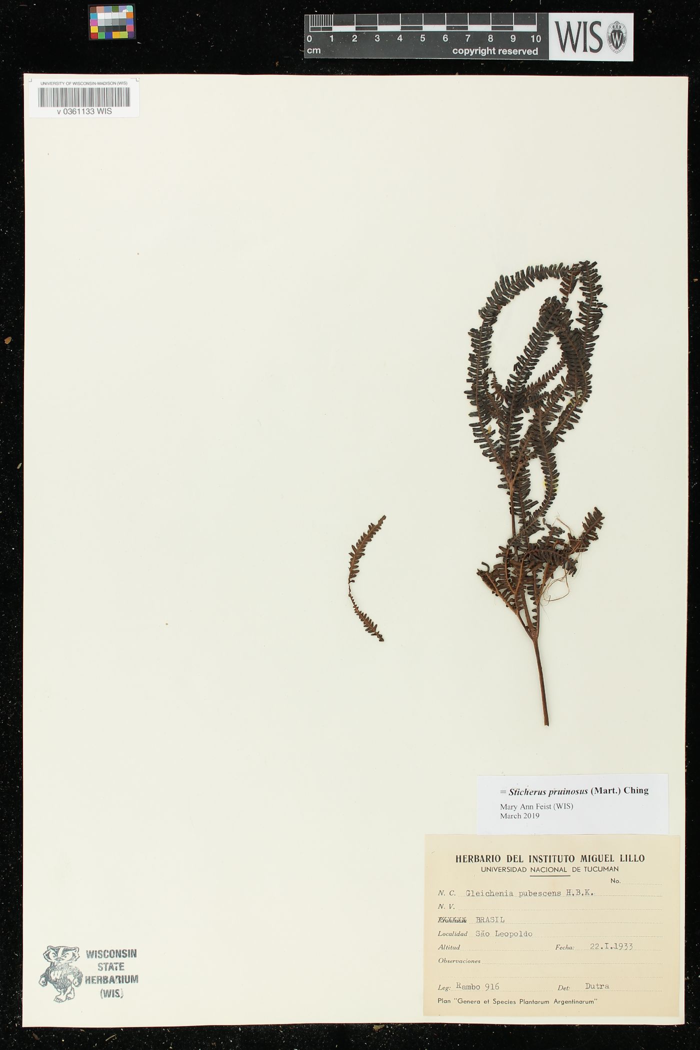 Sticherus pruinosus image