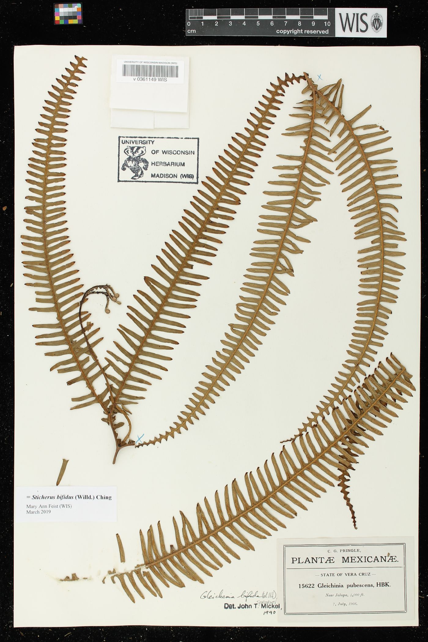 Sticherus bifidus image