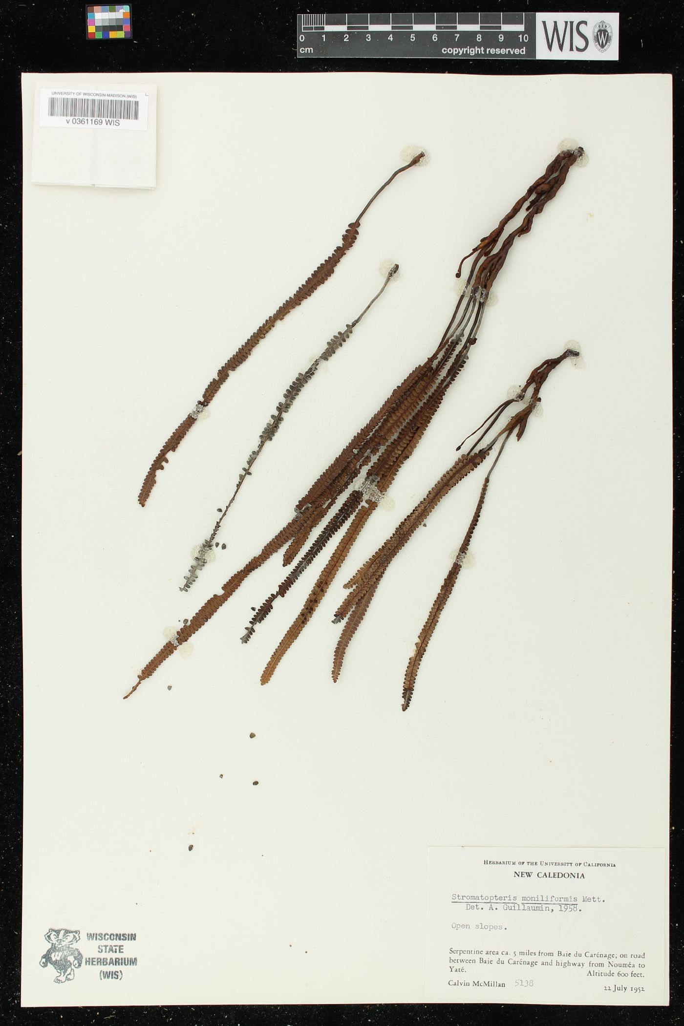 Stromatopteris moniliformis image