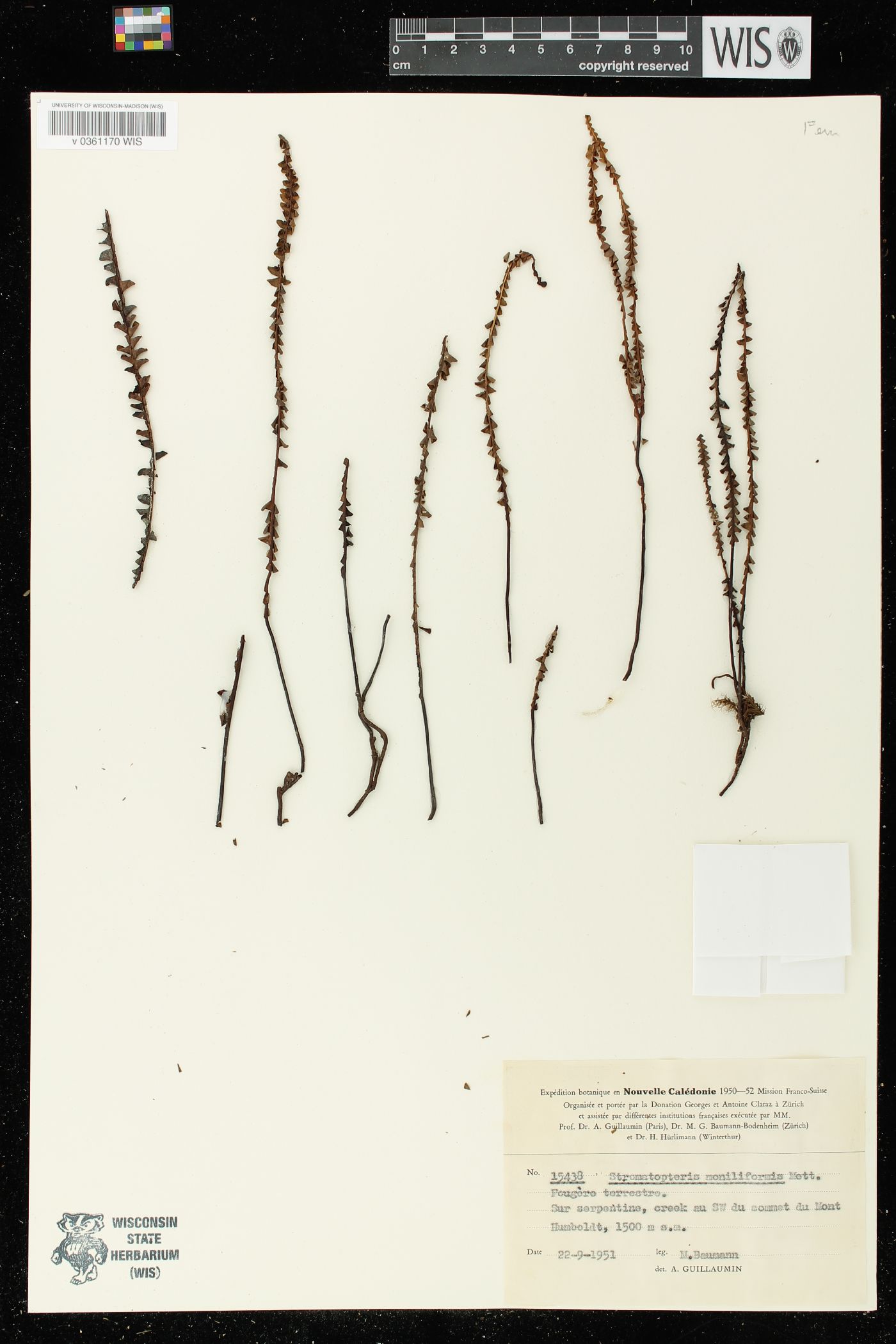 Stromatopteris moniliformis image