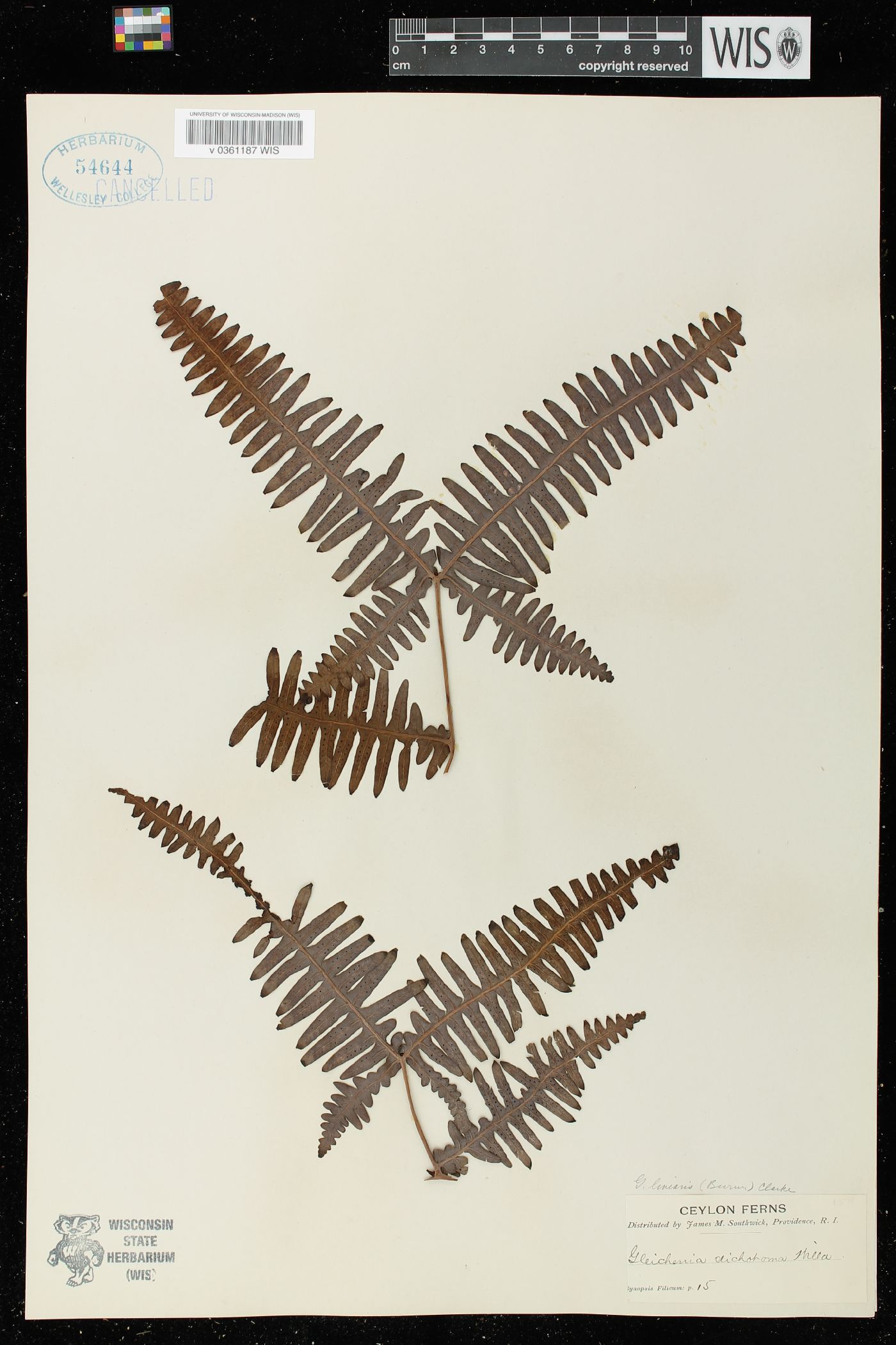 Gleichenia linearis image