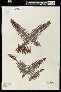 Gleichenia linearis image