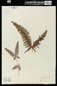 Gleichenia dichotoma image