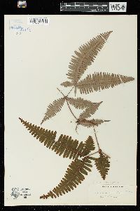 Gleichenia linearis image