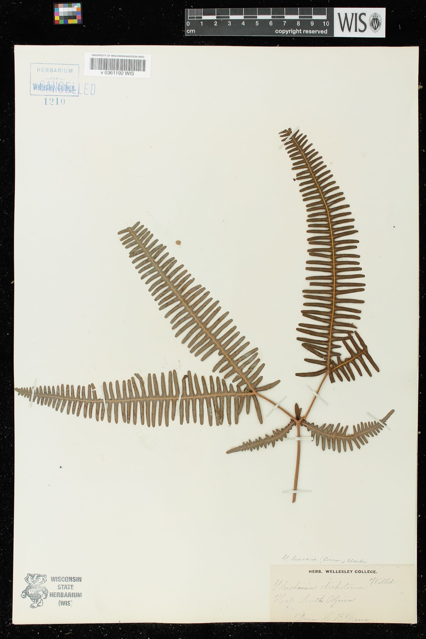 Gleichenia linearis image