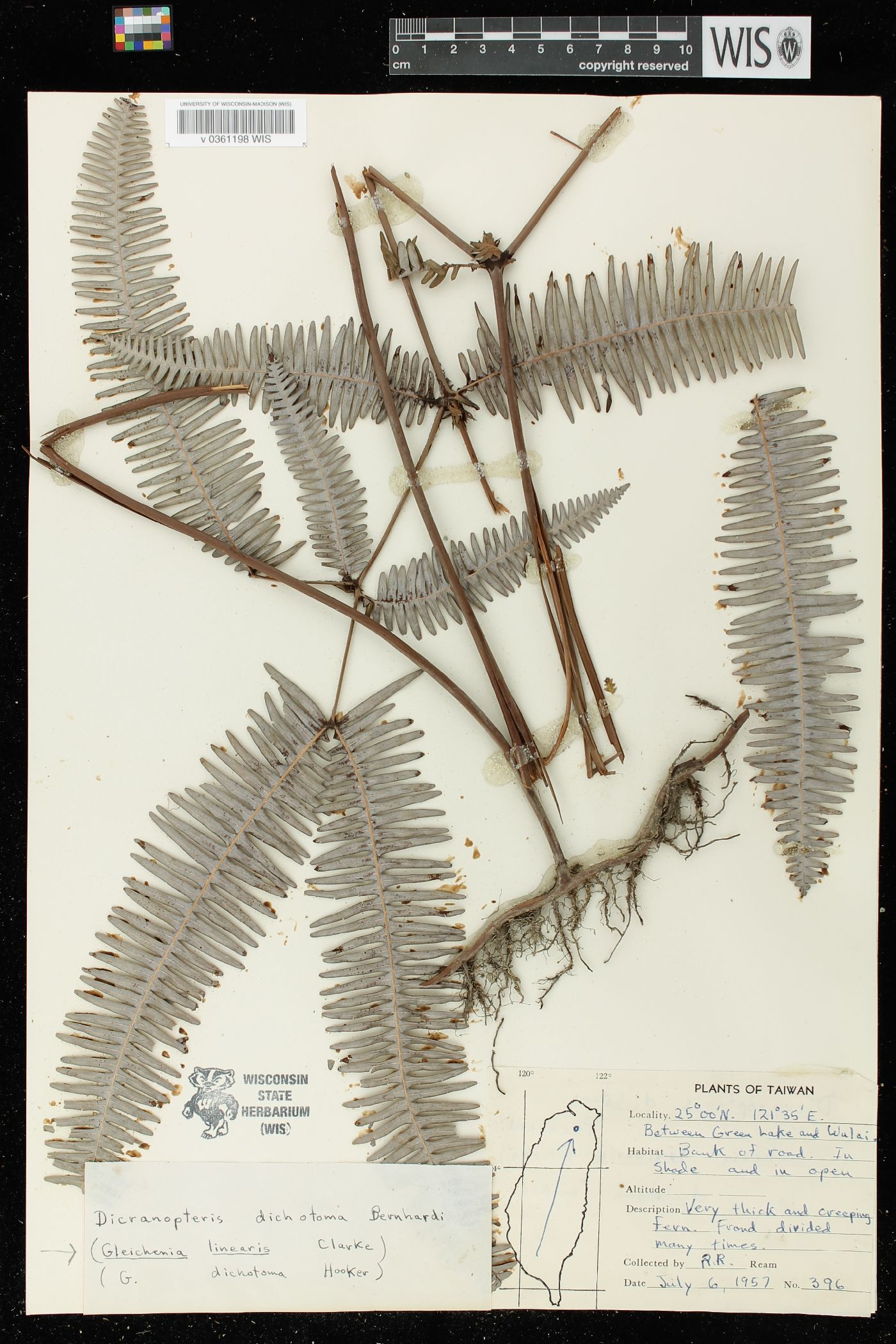 Gleichenia dichotoma image