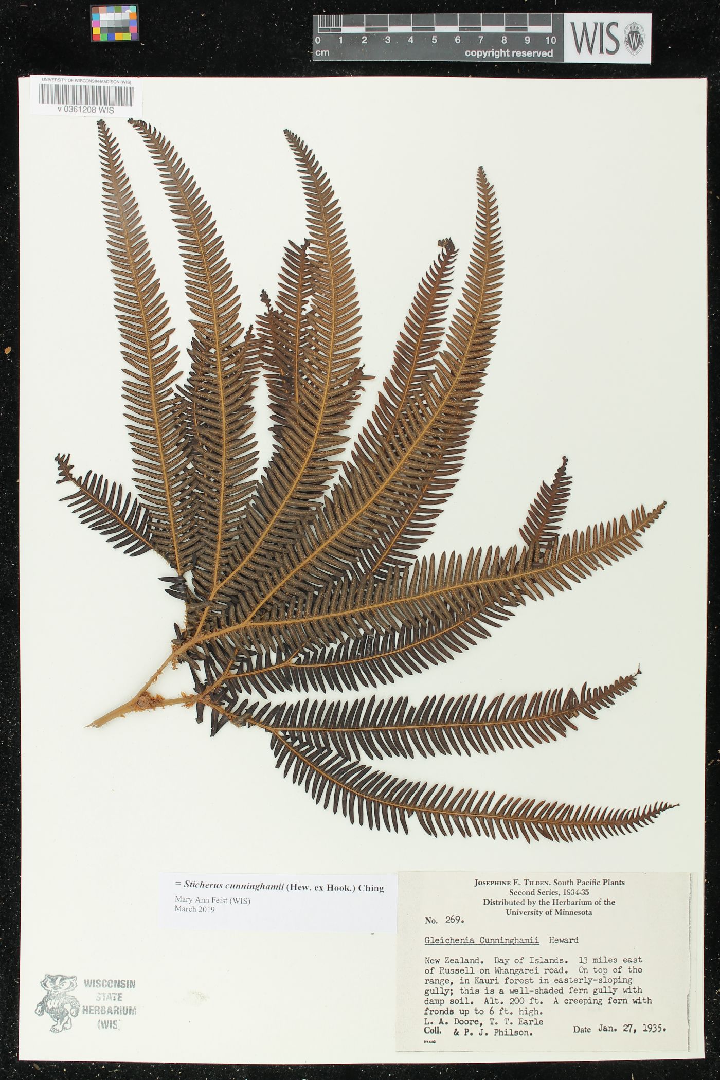 Sticherus cunninghamii image