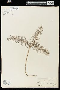 Gleichenia dicarpa image