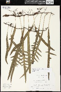 Image of Phymatosorus scandens