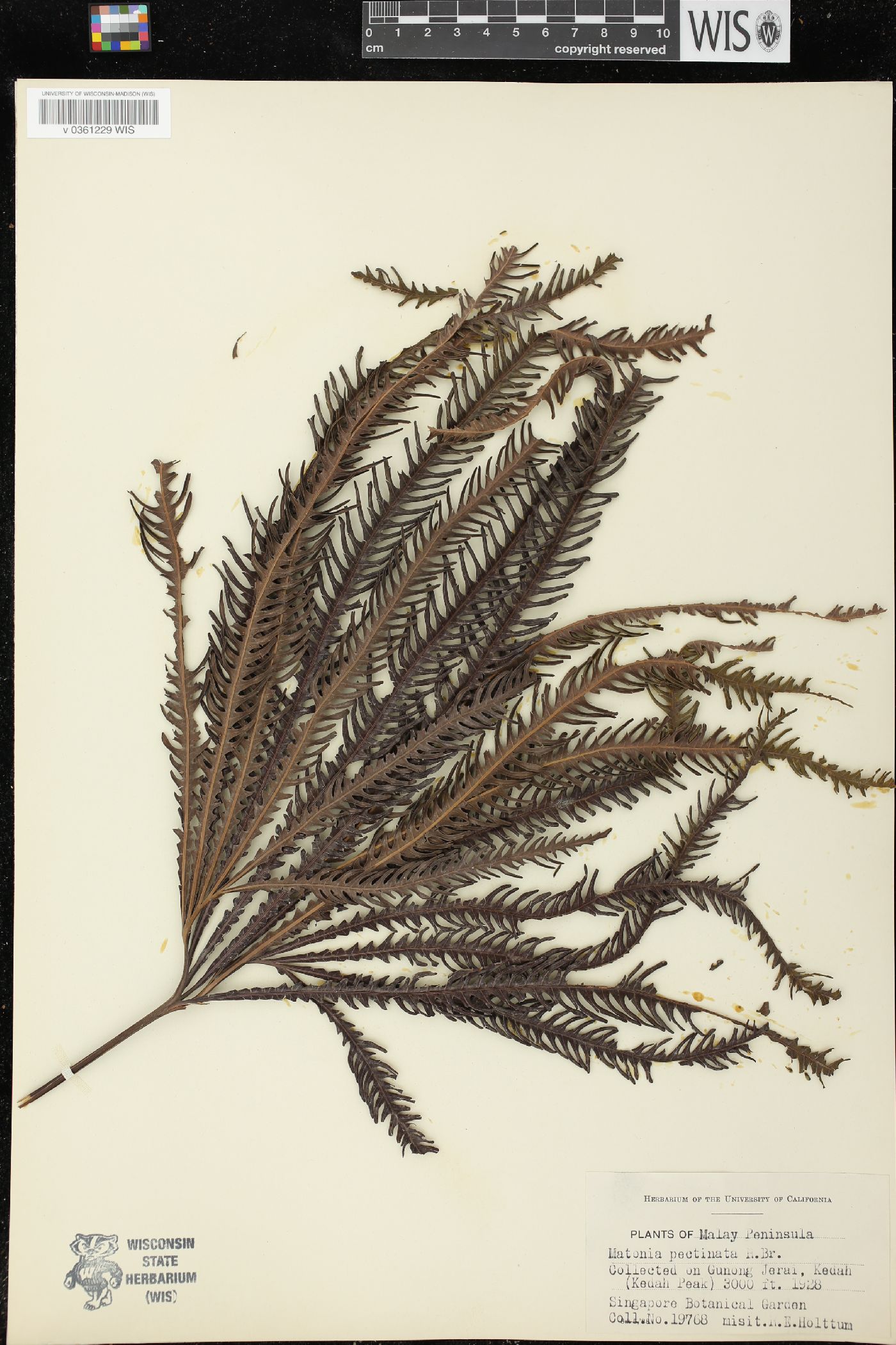 Matonia pectinata image