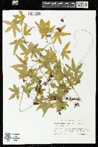 Lygodium palmatum image