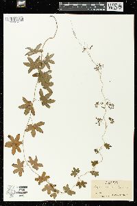 Lygodium palmatum image