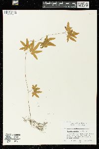 Lygodium palmatum image