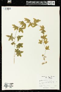 Lygodium palmatum image