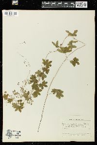 Lygodium palmatum image