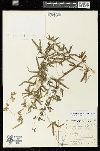 Lygodium japonicum image