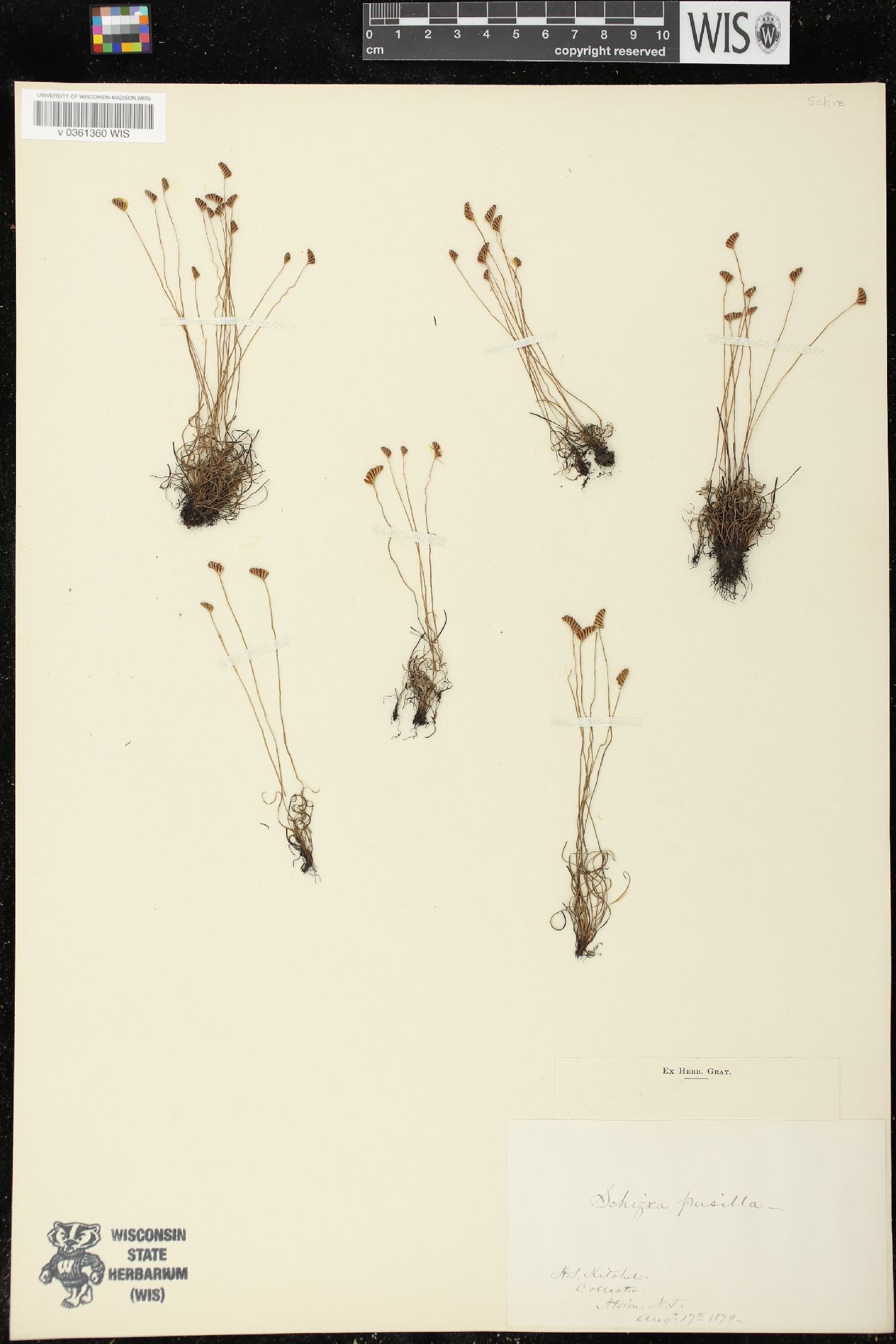 Schizaeaceae image