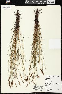 Schizaea incurvata image