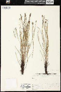 Schizaea incurvata image