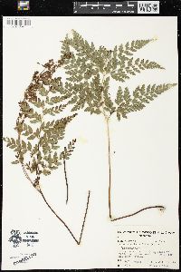 Anemia adiantifolia image